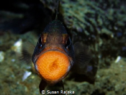 A mouth brooding fish, showing off his eggs by Susan Rajska 